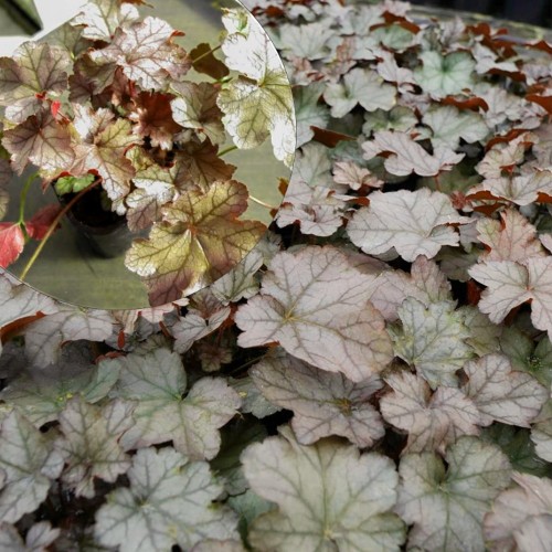 Heuchera 'Toncka Frosted Caramel' - Helmikpööris 'Toncka Frosted Caramel' P11/0,75L